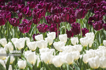 Festival de tulipanes en el parque Melat en Mashhad