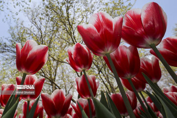 Festival de tulipanes en el parque Melat en Mashhad