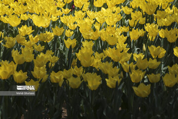 Festival de tulipanes en el parque Melat en Mashhad