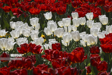 Festival de tulipanes en el parque Melat en Mashhad