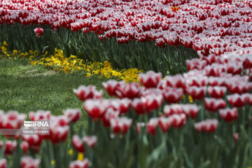 Festival de tulipanes en el parque Melat en Mashhad