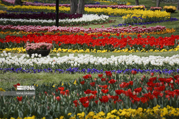 Festival de tulipanes en el parque Melat en Mashhad