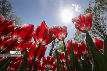 Festival de tulipanes en el parque Melat en Mashhad