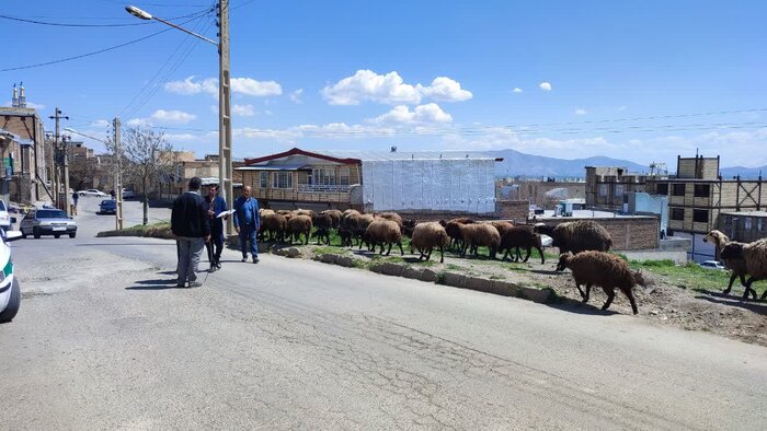 از ضبط دام تا بازداشت دامداران متخلف در کنگاور