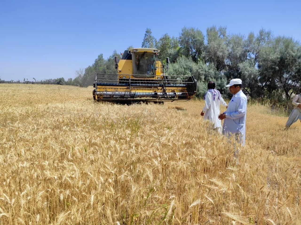 خرید گندم در سیستان و بلوچستان از مرز ۴۰ هزار تن گذشت