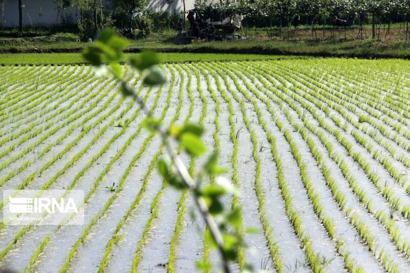 نشاء برنج در ۲۳۸ هزار هکتار شالیزار گیلان پایان یافت