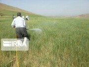 مبارزه با «سِن گندم» در ۱۲ هزار هکتار از اراضی اصفهان انجام می شود
