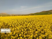 سطح سبز مزارع کلزا آذربایجان‌غربی مطلوب است