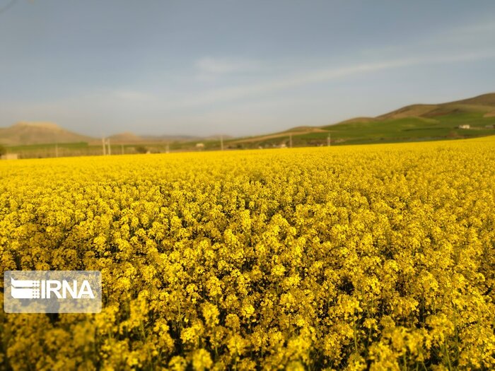 جذب سرمایه در بخش کشاورزی قم با هدف پایداری امنیت غذایی استان