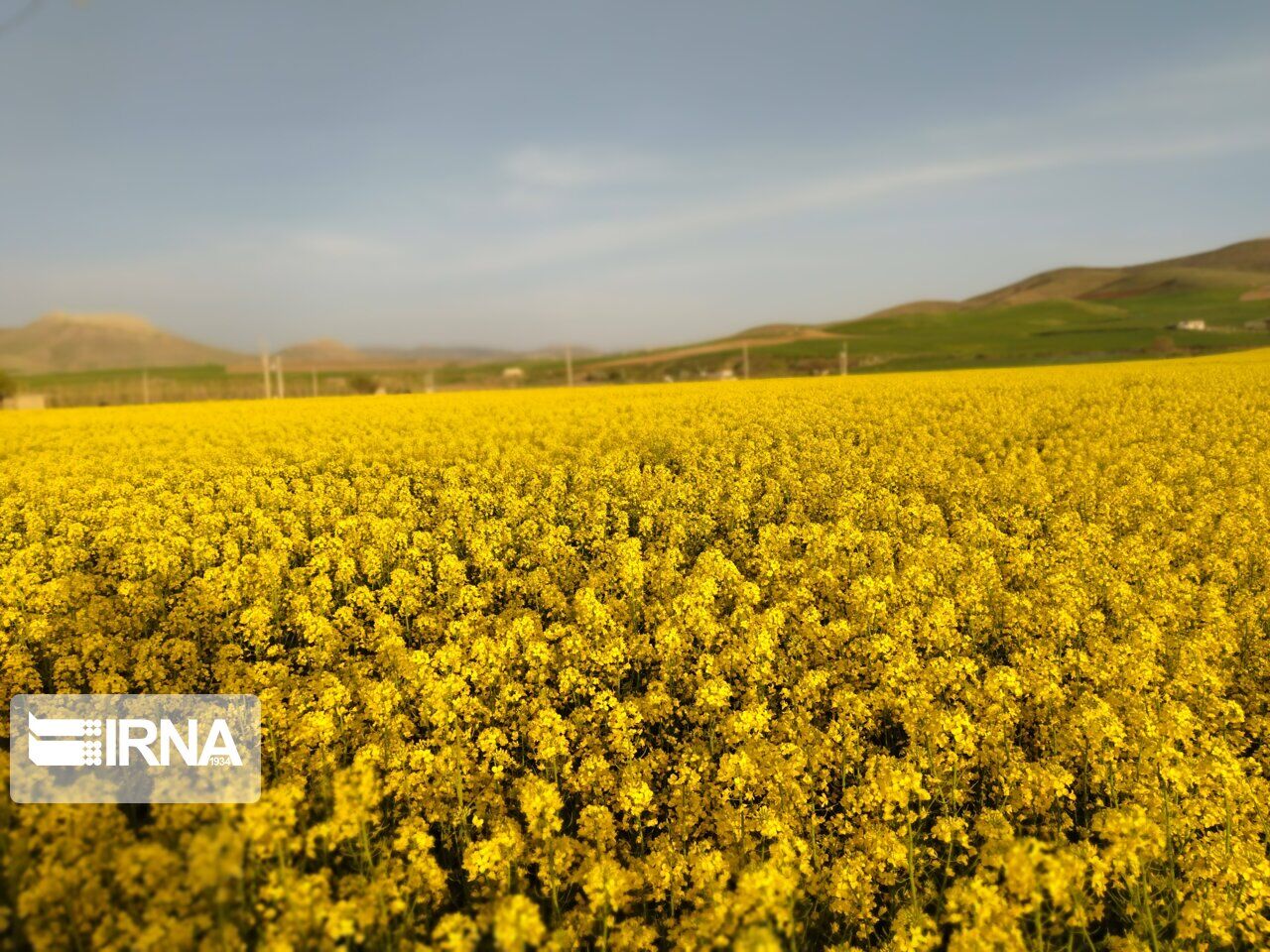 سطح سبز مزارع کلزا آذربایجان‌غربی مطلوب است