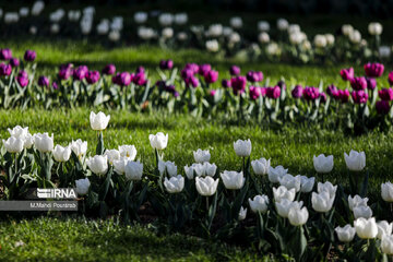 Iran : le Festival des tulipes à Karaj