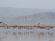 تالاب مره قم میزبان ۲۰۰ گونه پرنده از سراسر جهان