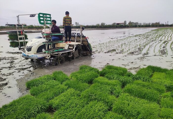 نشاکاری برنج با نگرانی شالیکاران مازندران از افزایش قیمت نهاده‌های کشاورزی
