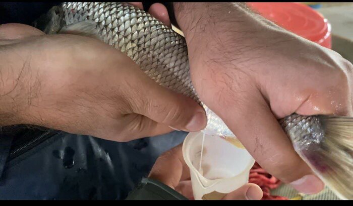 گیلان ماهی سفید پرورشی را در محیط اسارت تکثیر کرد