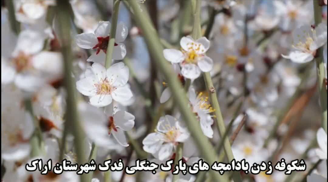 فیلم | شکوفه زدن بادامچه‌های پارک جنگلی فدک اراک