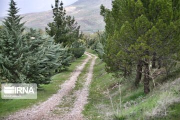 التیام زخم‌ خشکسالی خراسان‌شمالی با نهال‌کاری حدود پنج هزار هکتار