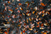 تعداد انبوهی ماهی قرمز در دریاچه شورابیل اردبیل تلف شدند