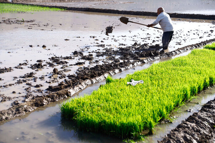 جهاد کشاورزی: برنج‌کاران مازندران برای انجام نشاکاری عجله نکنند