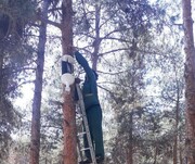 مقابله با آفت پوستخوار درختان کاج در بوستان جنگلی سرخه حصار