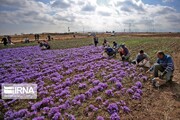 مزارع کشت گیاهان دارویی در اصفهان ۷۰۰ هکتار افزایش یافت