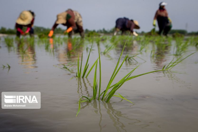شالیکاران گیلانی برنج را برپایه تقویم زراعی کشت کنند