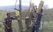 عملیات اجرایی طرح سرشاخه‌کاری درختان گردو در خلخال آغاز شد
