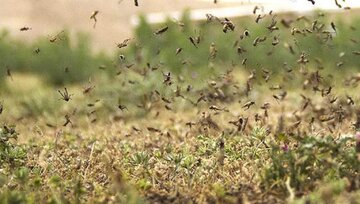 هجوم گسترده‌ای ملخ‌ها در ولایت‌های تخار و قندوز/ مجادله آغاز شد