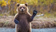 فیلم| بازی‌گوشی توله خرس قهوه‌ای با دوربین تله‌ای در ارتفاعات رامسر