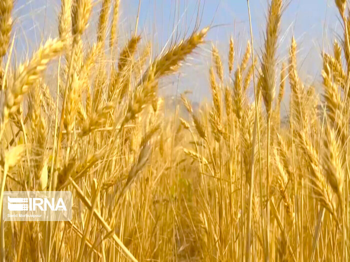 تولید گندم دیم با بهره‌گیری از ارقام جدید ۲۵ درصد افزایش یافته است