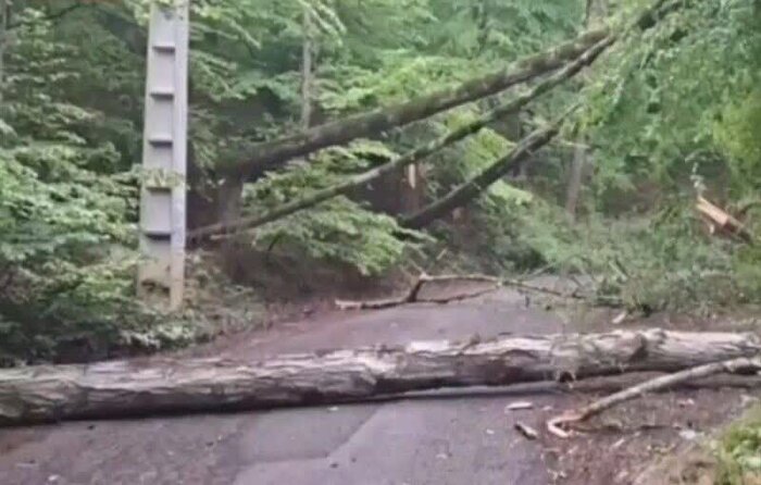 یکی از متخلفان قطع ۷۰ درخت جنگلی «سرخ او» بهشهر بازداشت شد