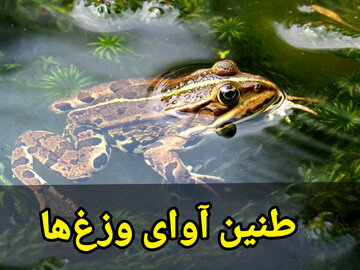 فیلم| طنین آوای وزغ‌ها در سراب‌ فش کنگاور