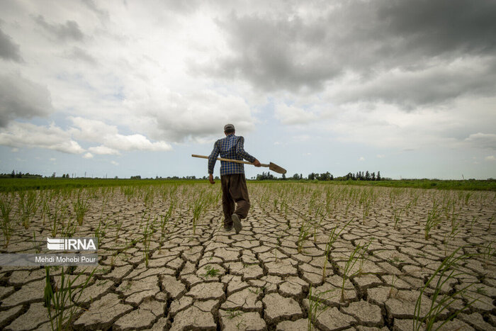 خشکسالی ۵۵ هزار میلیارد ریال به کشاورزی خراسان‌شمالی خسارت زد