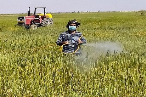 مدیر حفظ نباتات جهاد کشاورزی: «زنگ زرد» در کمین گندمزارهای کرمانشاه است