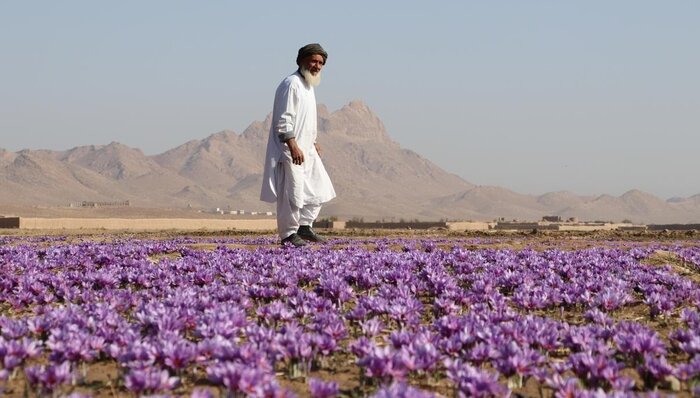 یوناما: د افغانستان زعفران په پراخه کچه د کوکنارو د کښت لپاره د بدیل معیشت په توګه وده کړې ده