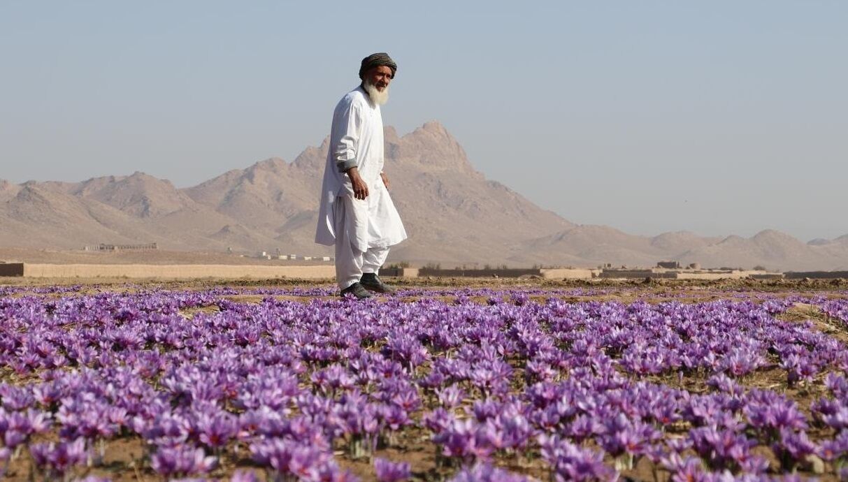 افغانستان ۶۷ تن زعفران صادر کرد