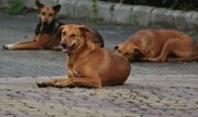 سگ‌های ولگرد به محیط زیست تربت حیدریه آسیب می‌زنند