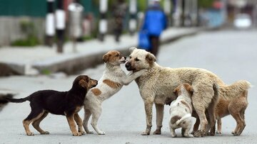 چرایی افزایش سگ‌های ولگرد در جیرفت