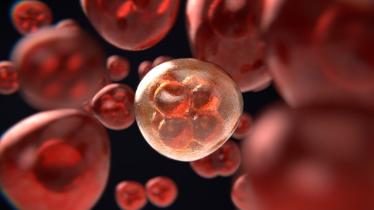 مطالعه سلول به سلول چربی؛ راهی برای تحقیقات جدید سرطان