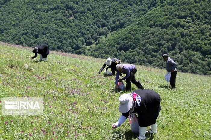 ۱۳۴ هکتار به سطح زیرکشت گیاهان دارویی شیروان افزوده شد