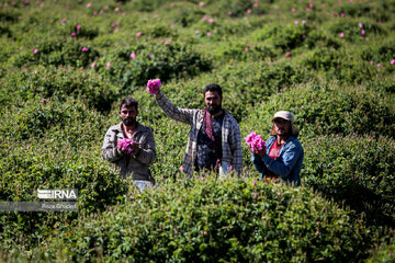 Campo de rosas damascenas y ritual de Golabgiri