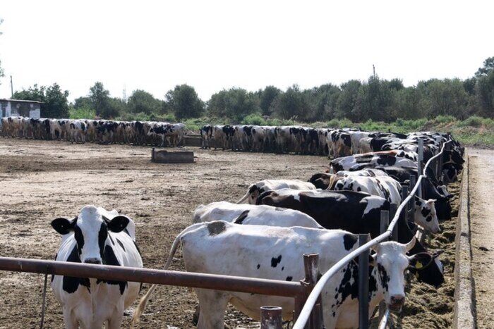 برزخ لبنیاتیهای سنتی و کارخانهای