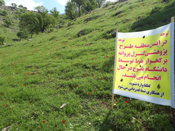 دشمن آفت "برگ خوار" بلوط در یاسوج شناسایی شد