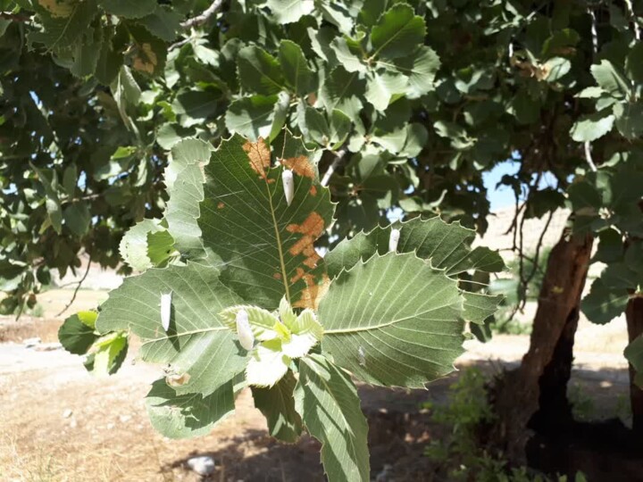 کاهش آفت برگ خوار و بهبود حال بلوط های کهگیلویه و بویراحمد