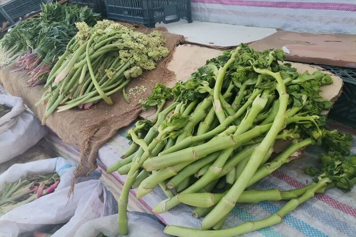 زنگ خطر انقراض؛ گیاهان دارویی ایلام در تنگنای برداشت بیرویه