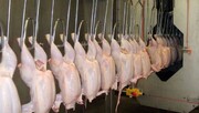 خرید مرغ تولید خوزستان توسط شرکت پشتیبانی امور دام آغاز شد