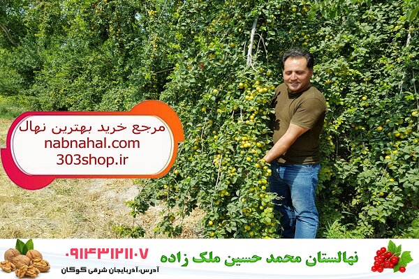 خرید نهال از جهاد کشاورزی