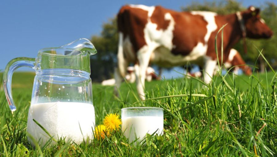تولید داروهای مبتنی بر آر ان ای از شیر گاو