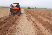 آغاز کشت گسترده سیب‌زمینی در اراضی کشاورزی استان اردبیل