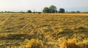 میزان خسارت مزارع گندم ناشی از سیل استان‌های جنوبی به‌زودی اعلام می‌شود