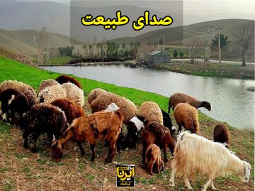 فیلم|صدای آرامش‌بخش طبیعت و زنگوله گوسفندان در دل کوه‌های هرسین